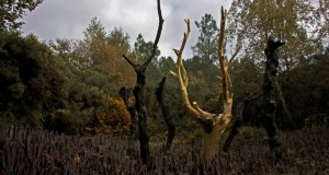 Mythes et légendes en forêt de Brocéliande !