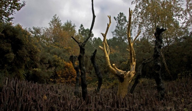Mythes et légendes en forêt de Brocéliande !
