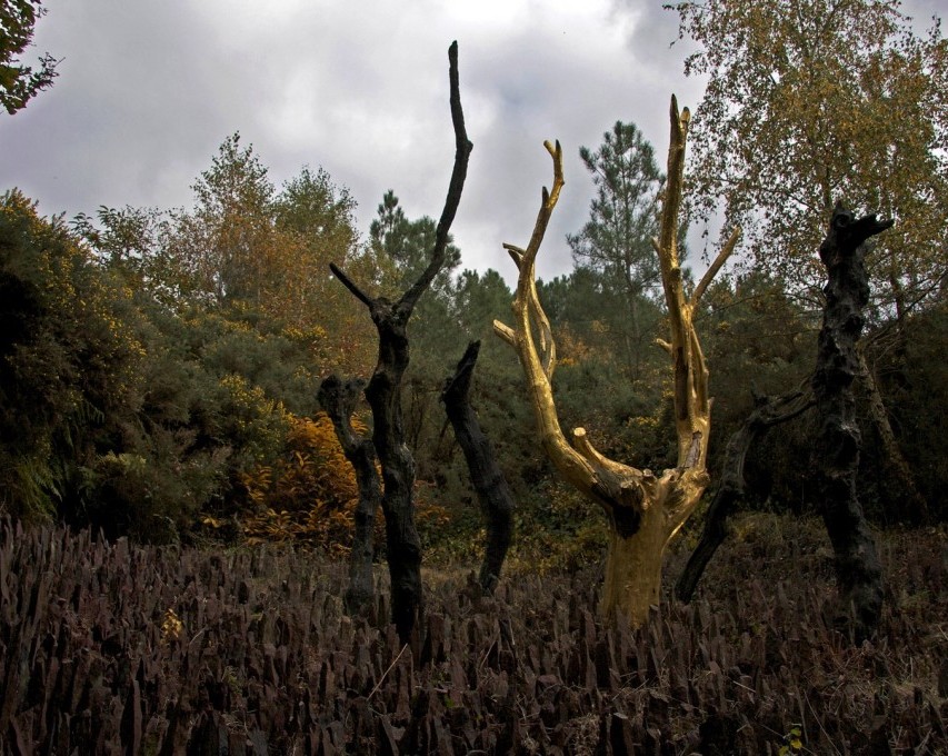 Mythes et légendes en forêt de Brocéliande !