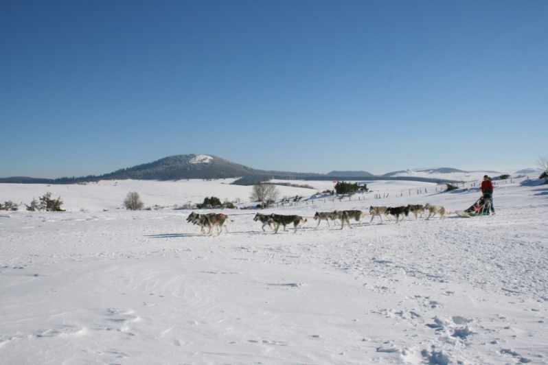 Superbesse Chiens de traineau