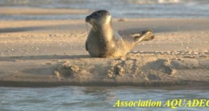 Idées de sorties en Baie de Somme