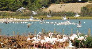 Vacances au camping à Sigean