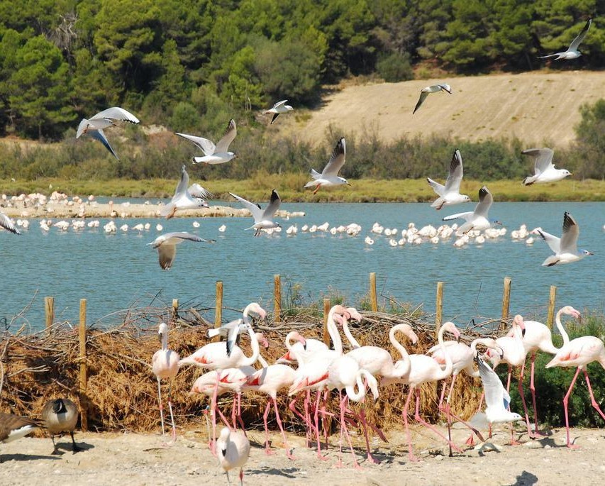 Vacances au camping à Sigean